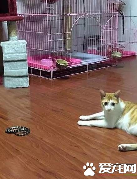 一条蛇爬进了家里,好在有家里收留的流浪猫们!