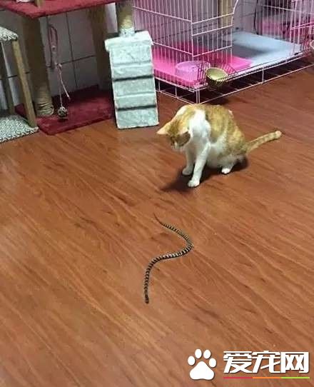 一条蛇爬进了家里,好在有家里收留的流浪猫们!
