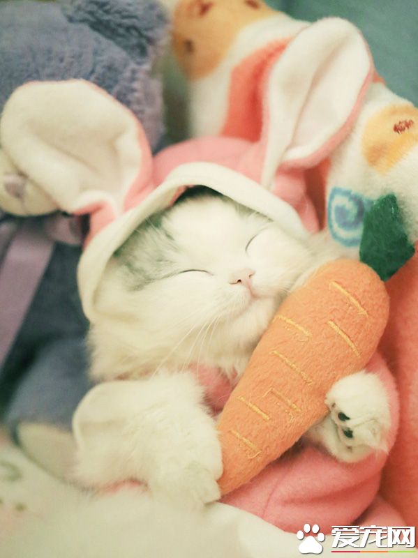 抱着心爱的胡萝卜安心入眠