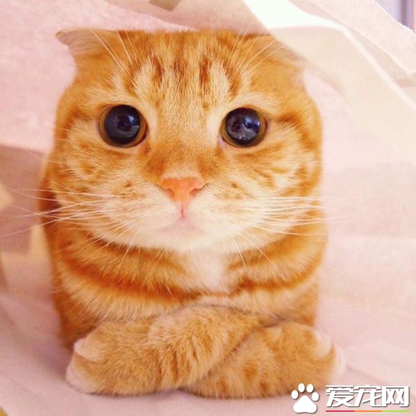 日本的小圆脸Muta，有双美丽的大眼睛和独特的揣小手技巧