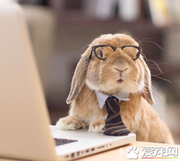 戴上眼镜的兔学者