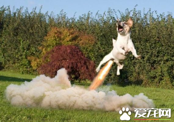 喷气式狗狗惊现江湖