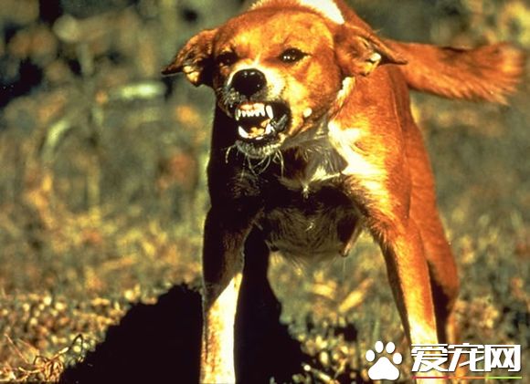 打嗝也可能是狂犬病 中国成狂犬病流行大国