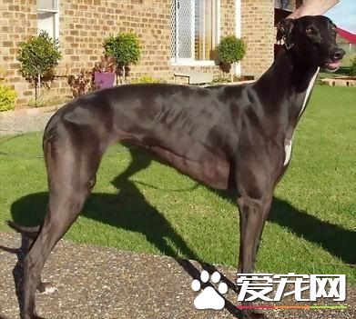 腿长的狗是什么狗 这种狗狗多少钱一只