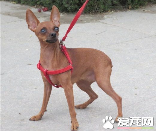 短尾巴狗是什么狗 为什么会出现短尾的狗狗