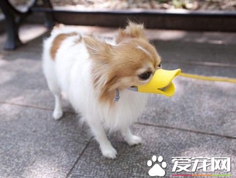 狗为什么吃屎不怕臭吗？来看看最科学的解答
