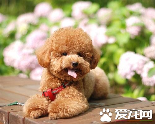 哪里有卖泰迪狗 介绍几个买狗狗的方式