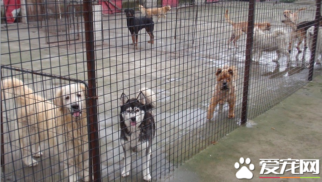 狗场买狗靠谱吗 哪些品种的狗狗可以在狗场买