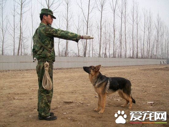 如何教狗狗听话 培养狗狗的“劳动”欲望