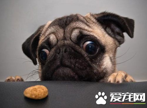 狗狗生病的症状 哪些情况需要重视