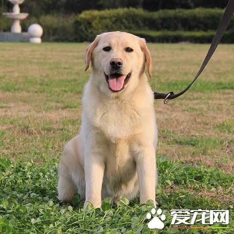 拉布拉多犬多少钱一只 购买拉布拉多的建议