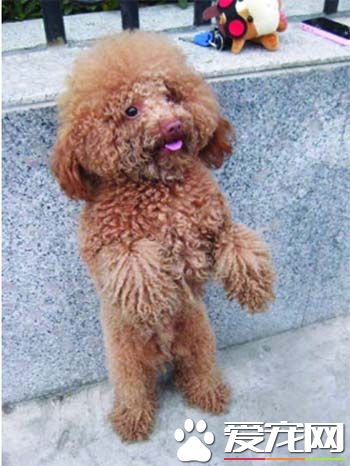 泰迪狗狗的训练方法 几个月的时候开始训练