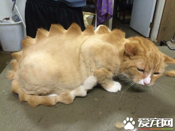 剪了个这样的发型，寡人觉得心好累