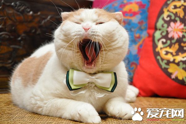 嘴巴已张开，请速速投食