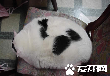 这货绝对是头猪