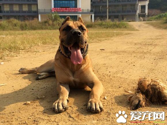 狗为什么咬鸡 怎么可以让狗狗不咬鸡