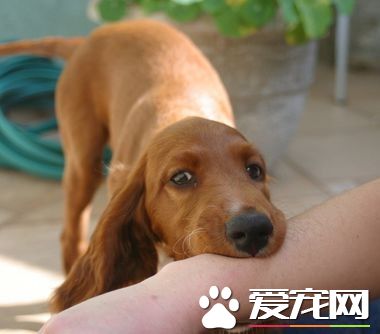 被狗咬了怎么清洗 哪些情况比较严重