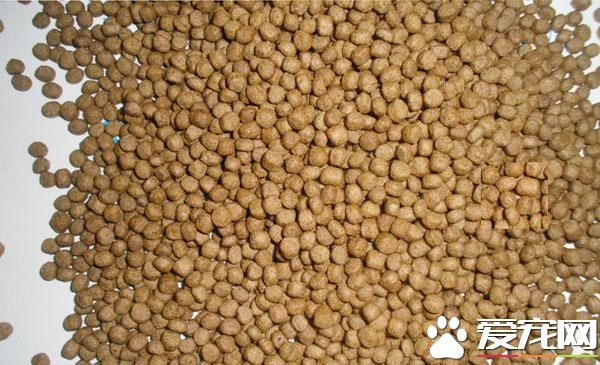 狗可以吃饲料吗 吃饲料会导致狗狗生病吗
