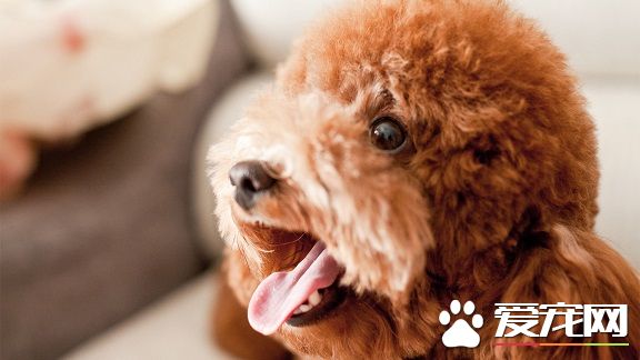 泰迪狗狗的寿命 如何延长泰迪的寿命