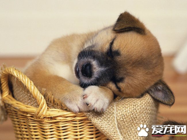 狗狗拉血是什么原因 从便便颜色查看原因