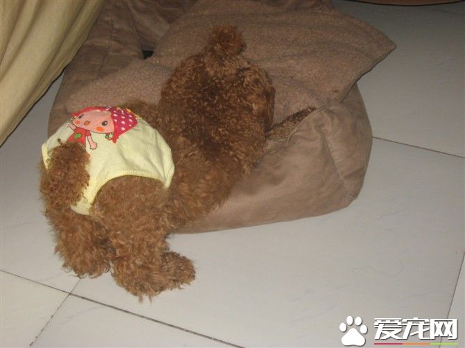 狗狗来月经怎么办 小狗为什么会来月经