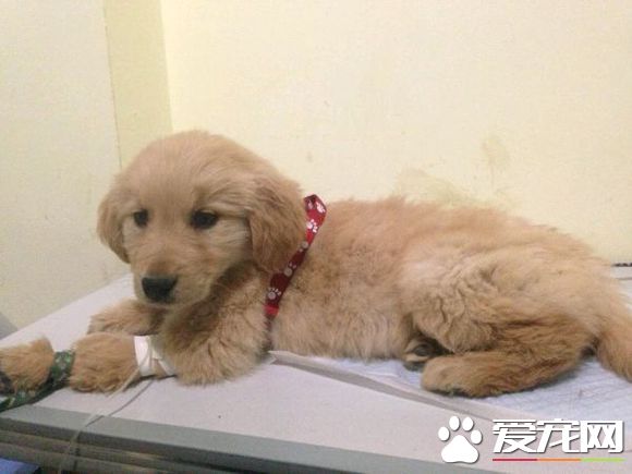 狗狗得细小的症状 狗狗细小治疗方法