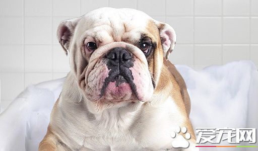 狗狗长螨虫怎么治 治疗方案及注意事项