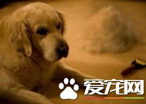 狗狗掉毛怎么办 狗狗掉毛有哪些原因