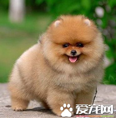 博美狗狗怎么训练 纠正它乱撒尿的毛病