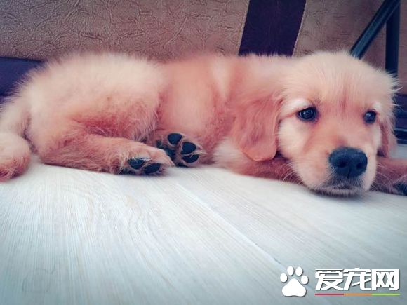 狗狗怎么驱虫 驱虫的时间以及方法是什么