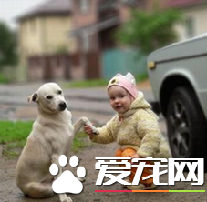 怎样教狗狗握手 简单又方便的训练方法
