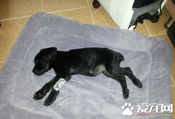 小狗拉血是怎么回事 找到原因才能解决问题