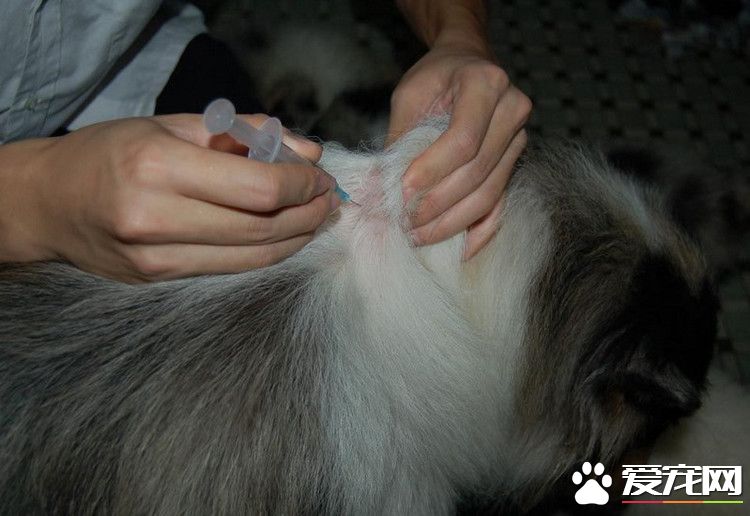 狗疫苗多少钱 打疫苗的禁忌是什么