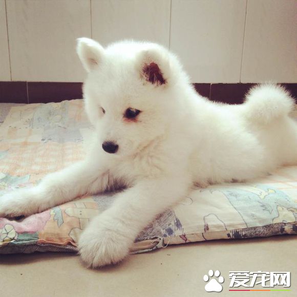 狗狗死了怎么安葬 宠物“后事” 小事不小