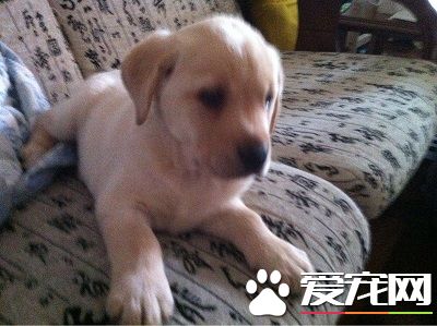 小狗吐了怎么回事 观察频度、次数、呕吐物等