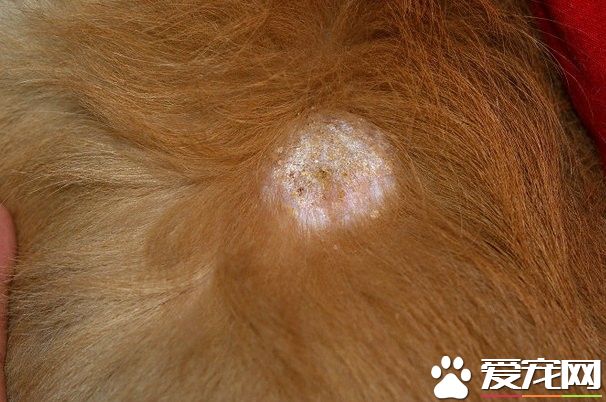 狗身上长癣怎么办 哪些是需要狗主注意的