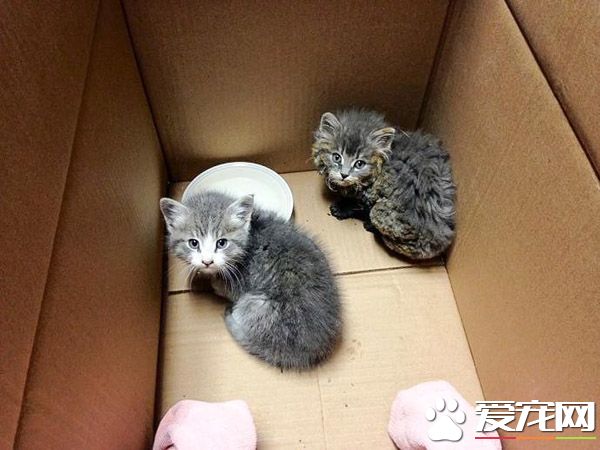 灌木丛大火两只小猫受困 摄影师冲进火堆救了小兄妹的命