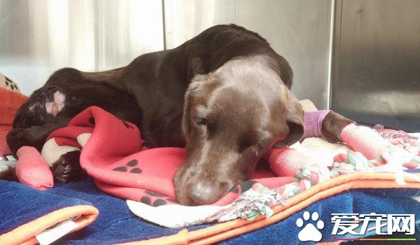 奇迹！拉布拉多走失困井底 靠雪水活27天