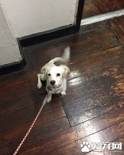 钥匙忘在餐厅 男子为爱犬竟破门而入