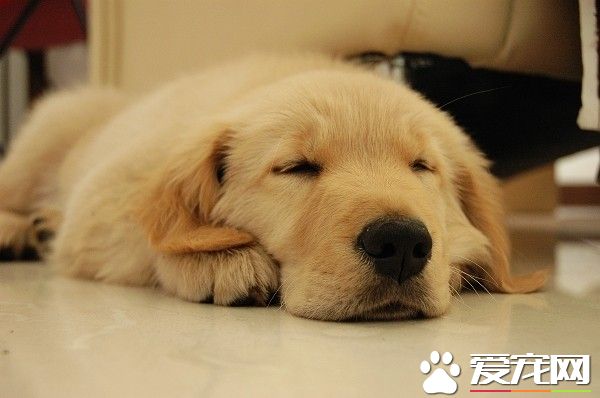 狗狗感冒发烧怎么办 简单又有效的方法