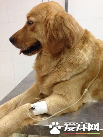 狗狗发烧有什么症状 仔细观察它的变化