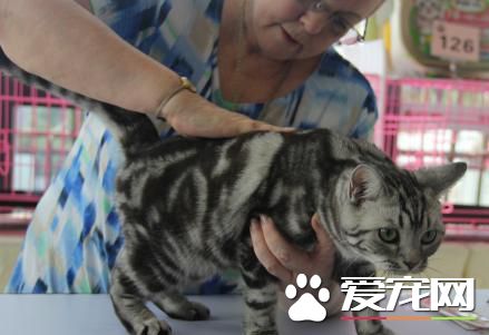 CFA国际纯种猫大赛重庆站 参赛品种达30多种