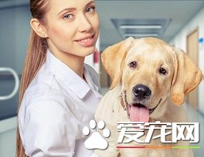 狗狗绝育手术多少钱 跟狗狗的体积也有关系