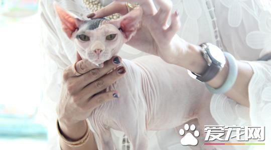 CFA国际纯种猫大赛重庆站 参赛品种达30多种