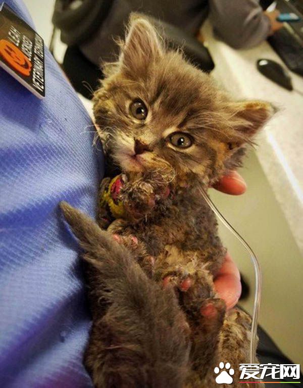 灌木丛大火两只小猫受困 摄影师冲进火堆救了小兄妹的命