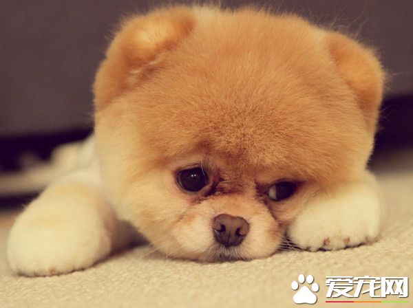 狗狗吐了是怎么回事 频繁的呕吐可能是生病了