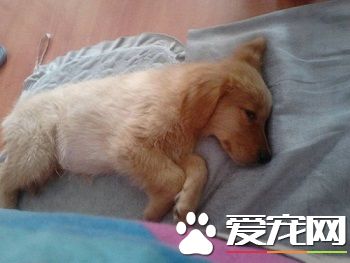 狗狗又吐又拉稀怎么办 情况严重尽量去医院