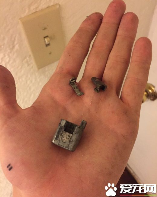 钥匙忘在餐厅 男子为爱犬竟破门而入