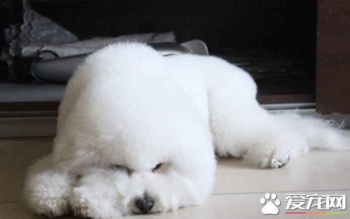 狗狗便血数日 竟然从膀胱中拿出一枚价值百万的“蛋”