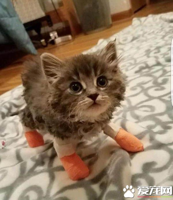 灌木丛大火两只小猫受困 摄影师冲进火堆救了小兄妹的命